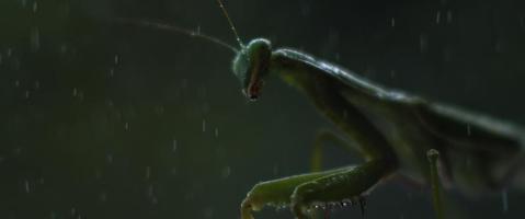 close-up van de bidsprinkhaan onder de regen op een groene bosachtergrond video