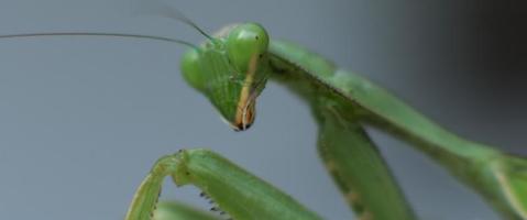 macro-opname van de bidsprinkhaan die naar de zijkant kijkt op een bokeh-achtergrond. video