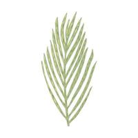 Palm isolated on white background. Abstract tropical leaf green color in doodle style. vector