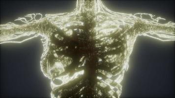 animación colorida del cuerpo humano que muestra huesos y órganos video