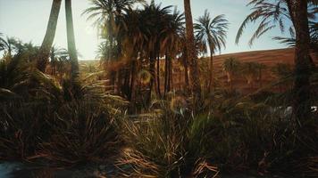 Oasis en el desierto de 8k con palmeras y lago. video