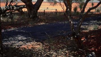 outback väg med torrt gräs och träd video