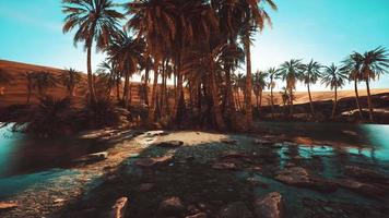 palmiers dans le désert du sahara video