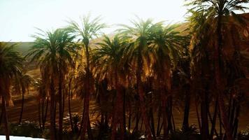 palm trees inside the dunes video