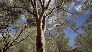 Eukalyptus im roten Zentrum Australiens video