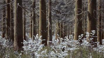 paisaje nieve árboles bosque denso en invierno video