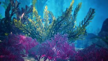 underwater coral reef with sun rays video