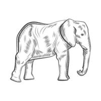 Elephant isolated on white background. Sketch graphic big animal savanna in engraving style. vector