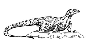 Vintage illustration of monitor lizard on isolated white background. Vector sketch animal from Australian.