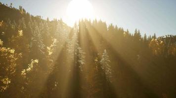 8k Rays of the Sun Make their Way through the Branches video