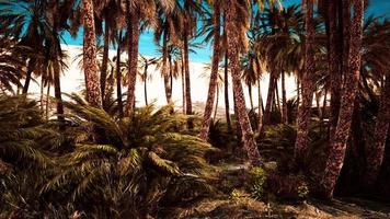 palme nel deserto del Sahara video