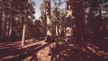 beroemd sequoiapark en gigantische sequoiaboom bij zonsondergang video