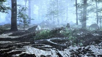 vista panoramica della maestosa foresta in una nebbia mattutina video