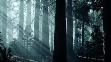 black tree trunk in a dark pine tree forest video