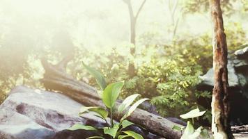 green forest and huts in a misty morning of Malaysia video