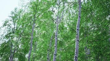 Weiße Birken im Wald im Sommer video