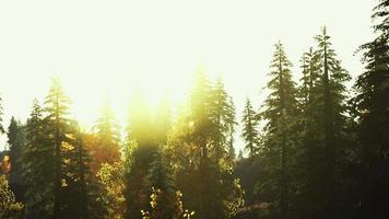 fir trees on meadow between hillsides with conifer forest in fog video