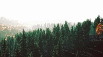 fir trees on meadow between hillsides with conifer forest in fog video