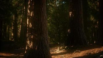 8k árvores de sequoia gigante no verão no parque nacional de sequoia video