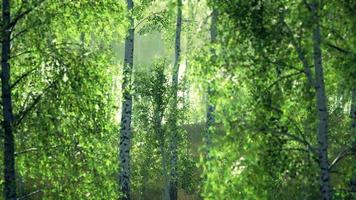Birkenhain an einem sonnigen Tag video