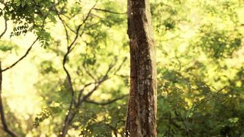 foresta verde con raggi di luce video