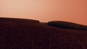 campo di grano d'oro al paesaggio al tramonto video