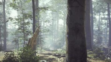 bosque de niebla con luz solar suave video