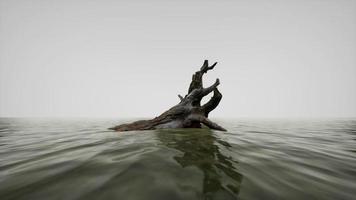 dead tree branches and trunk in the sea video