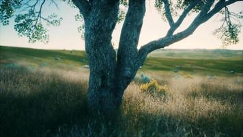 grote boom in de open savannevlaktes van etosha nationaal park in namibië video