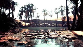 panorama de un hermoso oasis rodeado de dunas de arena video