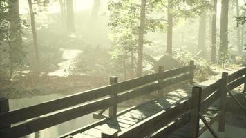 Alte Holzbrücke über einen kleinen Bach in einem Park video