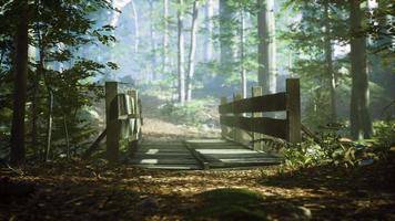 vieux pont en bois au-dessus d'un petit ruisseau dans un parc video