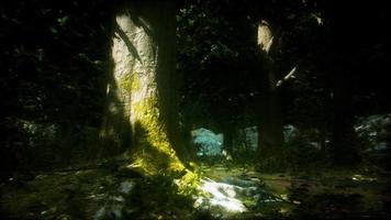wilderness landscape forest with trees and moss on rocks video
