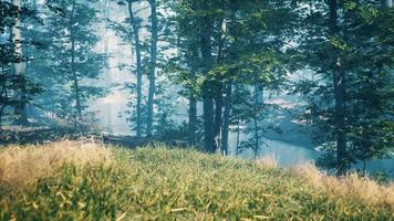 green grass in the forest at sunny summer morning video