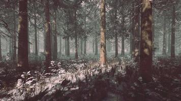 winter foggy beech and spruce forest scene video