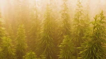 plantación de cannabis en niebla profunda video