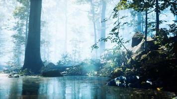 Forest with pond and mist with sunrays video