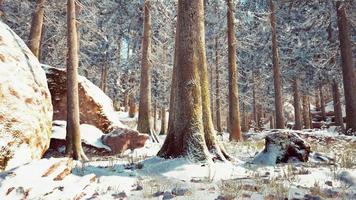 winter calm forest at sunny day video
