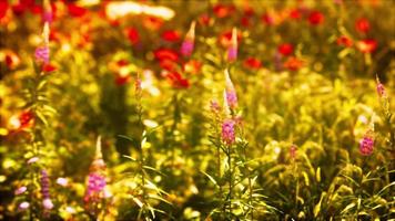 wild veld met bloemen bij zonsondergang video