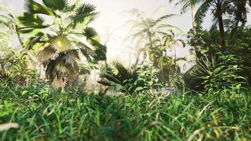 Tropical forest with plants and trees in sunlight video