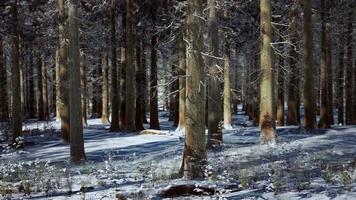 bosque de coníferas cubierto de nieve en un día soleado video