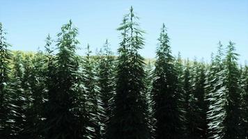 canabis verde na fazenda de maconha video