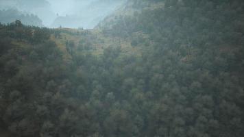 árboles en pradera entre laderas con bosque en niebla video