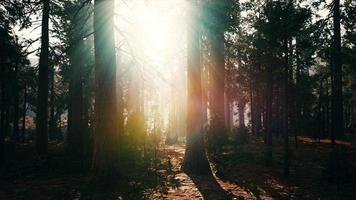 sequoie giganti nel boschetto gigante della foresta nel parco nazionale delle sequoie video