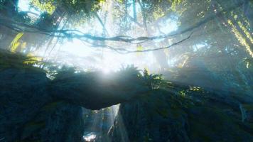 morning light in beautiful jungle garden video