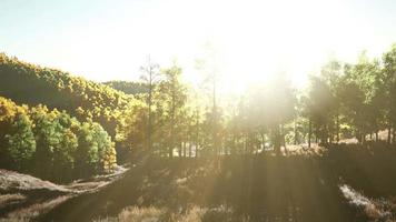 vallée avec des arbres d'automne parmi les montagnes éclairées par le soleil au coucher du soleil video