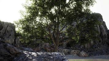árvore tropical verde crescendo sozinha em um penhasco de pedra grego à beira-mar video