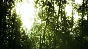 folhas de bambu verde em um nevoeiro leve video