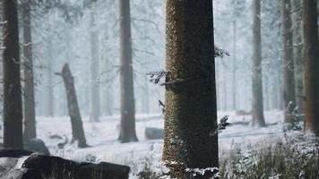 winter white frozen forest in snow video