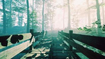 wooden bridge into forest with river video